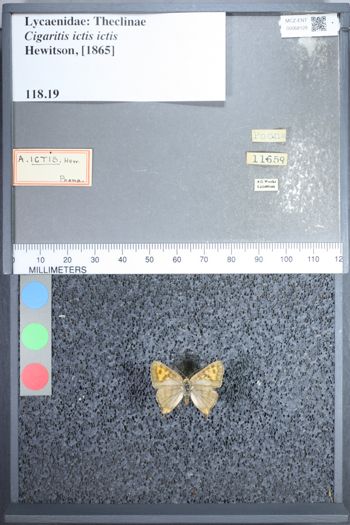Media type: image;   Entomology 68128